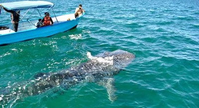 Whale-Shark